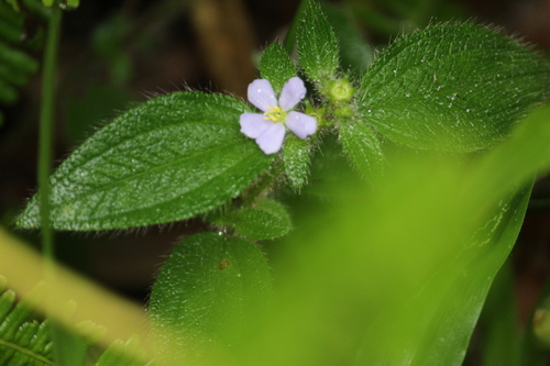 Chaetogastra clinopodifolia (Chaetogastra clinopodifolia)
