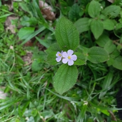 Chaetogastra clinopodifolia (Chaetogastra clinopodifolia)