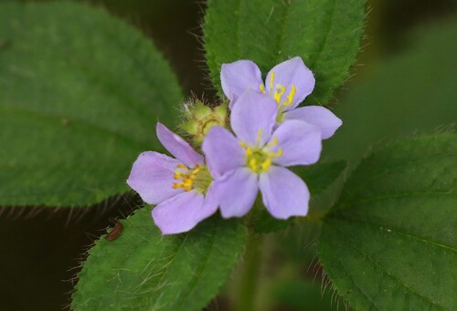 Chaetogastra clinopodifolia (Chaetogastra clinopodifolia)