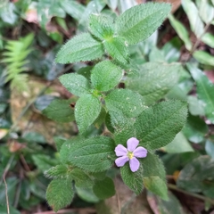 Chaetogastra clinopodifolia (Chaetogastra clinopodifolia)