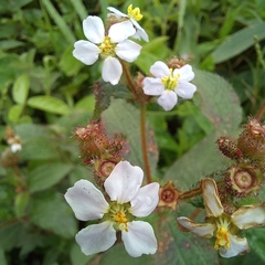 Chaetogastra clinopodifolia (Chaetogastra clinopodifolia)