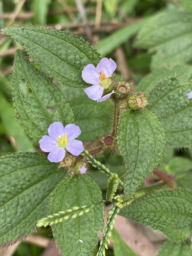 Chaetogastra clinopodifolia (Chaetogastra clinopodifolia)
