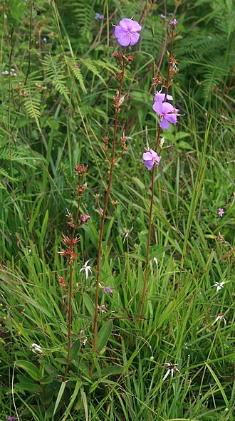 Chaetogastra gracilis: Tibouchina gracilis , Schwarzmundgewächse (Melastomataceae) – Kolumbien/Colombia: Dpto. Huila, El Tablón, ca. 1,9 km NNW San Agustín, ca. 1670–1680 m