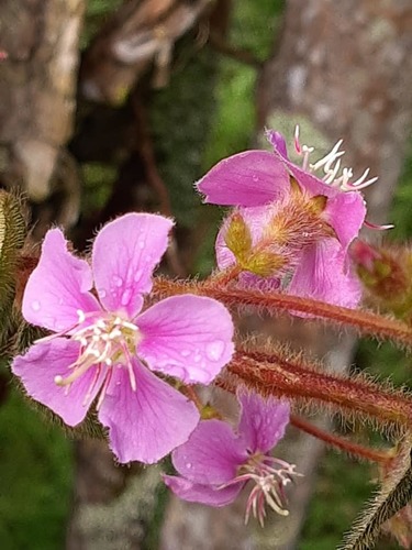 Chaetogastra gracilis (Chaetogastra gracilis)