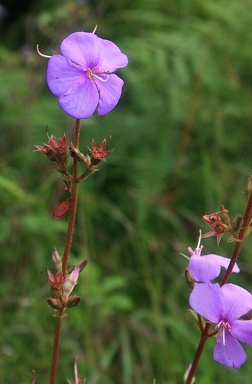 Chaetogastra gracilis: Tibouchina gracilis , Schwarzmundgewächse (Melastomataceae) – Kolumbien/Colombia: Dpto. Huila, El Tablón, ca. 1,9 km NNW San Agustín, ca. 1670–1680 m