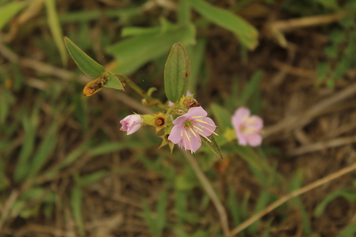 Chaetogastra gracilis (Chaetogastra gracilis)
