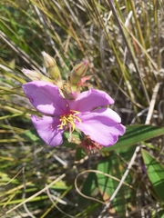 Chaetogastra gracilis (Chaetogastra gracilis)