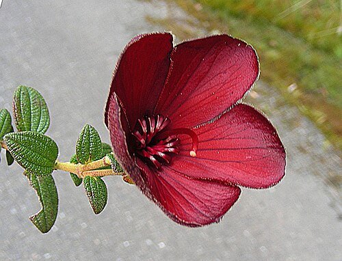 Chaetogastra grossa: A species from the mountains of Colombia and Ecuador. Photo from Los Nevados Park, Colombia. In context at www.dixpix.ca/meso_america/Flora/melastomes/index.htm