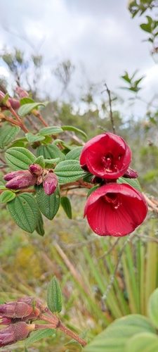 Chaetogastra grossa (Chaetogastra grossa)
