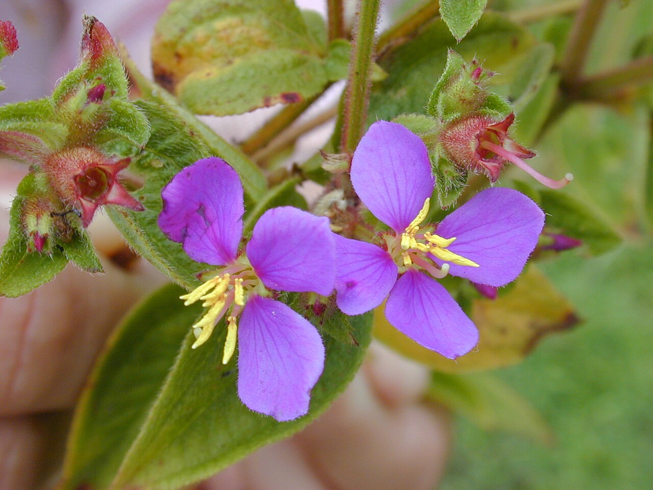 Herbaceous glorytree: Tibouchina herbacea (flowers). Location: Maui, Hana Hwy