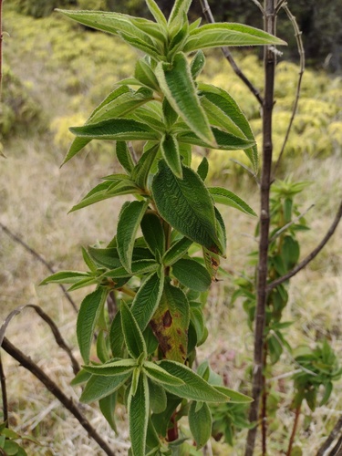 Herbaceous glorytree (Chaetogastra herbacea)