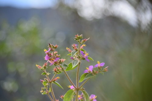 Herbaceous glorytree (Chaetogastra herbacea)
