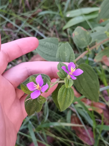 Herbaceous glorytree (Chaetogastra herbacea)