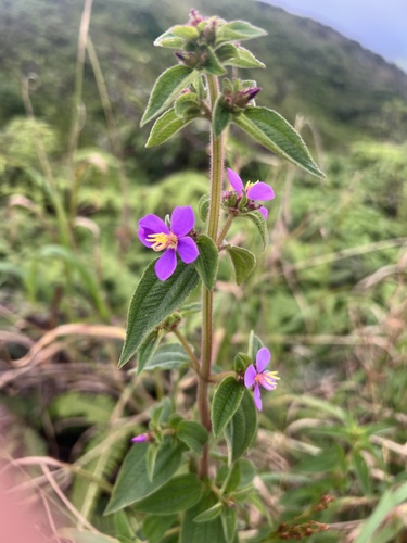Herbaceous glorytree (Chaetogastra herbacea)