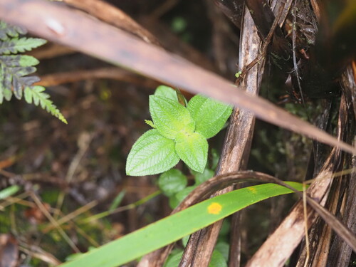 Herbaceous glorytree (Chaetogastra herbacea)
