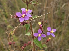 Herbaceous glorytree (Chaetogastra herbacea)