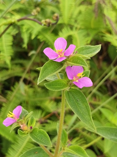 Herbaceous glorytree (Chaetogastra herbacea)