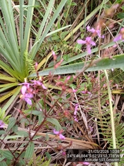 Herbaceous glorytree (Chaetogastra herbacea)
