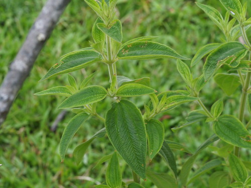 Herbaceous glorytree (Chaetogastra herbacea)