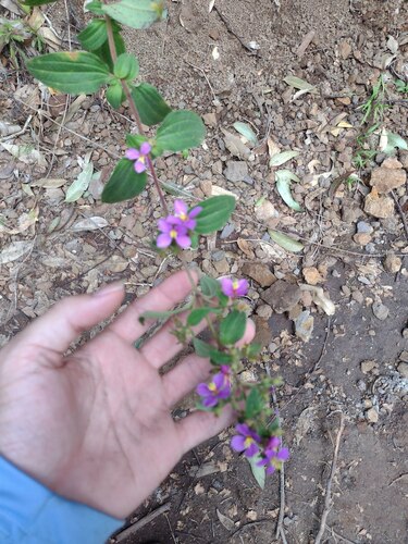 Herbaceous glorytree (Chaetogastra herbacea)