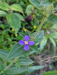 Herbaceous glorytree (Chaetogastra herbacea)