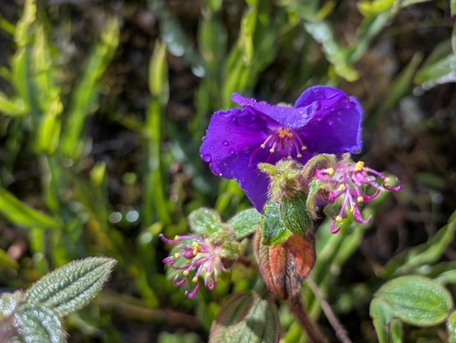 Chaetogastra laxa (Chaetogastra laxa)