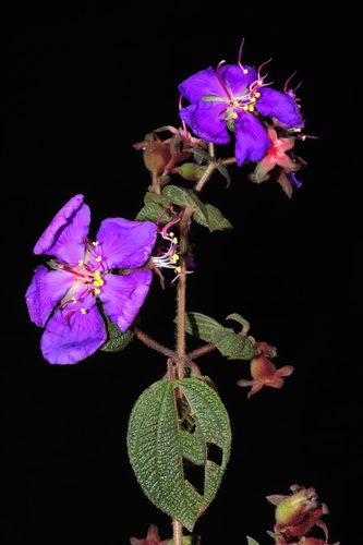 Chaetogastra laxa (Chaetogastra laxa)