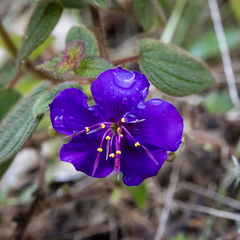 Chaetogastra laxa (Chaetogastra laxa)