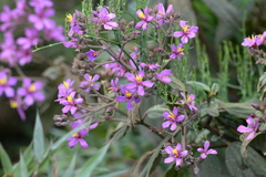 Chaetogastra mollis (Chaetogastra mollis)