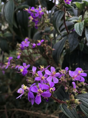 Chaetogastra mollis (Chaetogastra mollis)