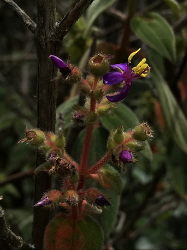 Chaetogastra mollis (Chaetogastra mollis)