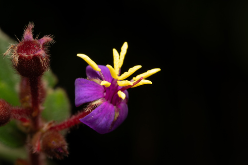 Chaetogastra mollis (Chaetogastra mollis)