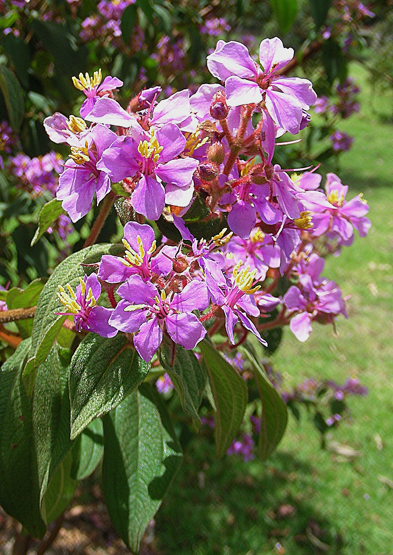 Chaetogastra mollis: Known as Mayos in the mountains of Colombia and Ecuador. Botanical Gardens of Bogota.