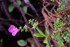 Chaetogastra ornata (Chaetogastra ornata)