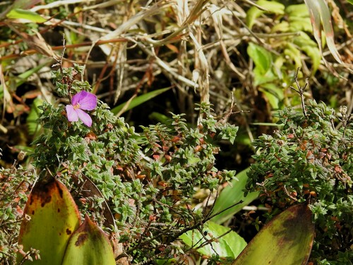 Chaetogastra ornata (Chaetogastra ornata)