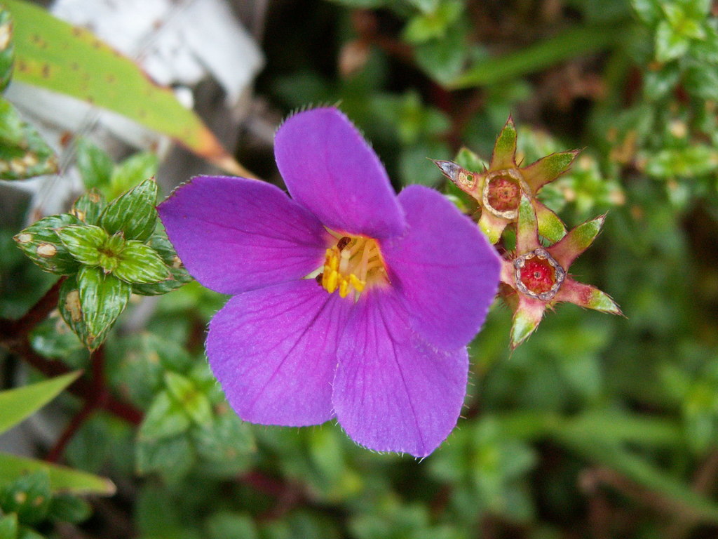 Chaetogastra ornata (Chaetogastra ornata)
