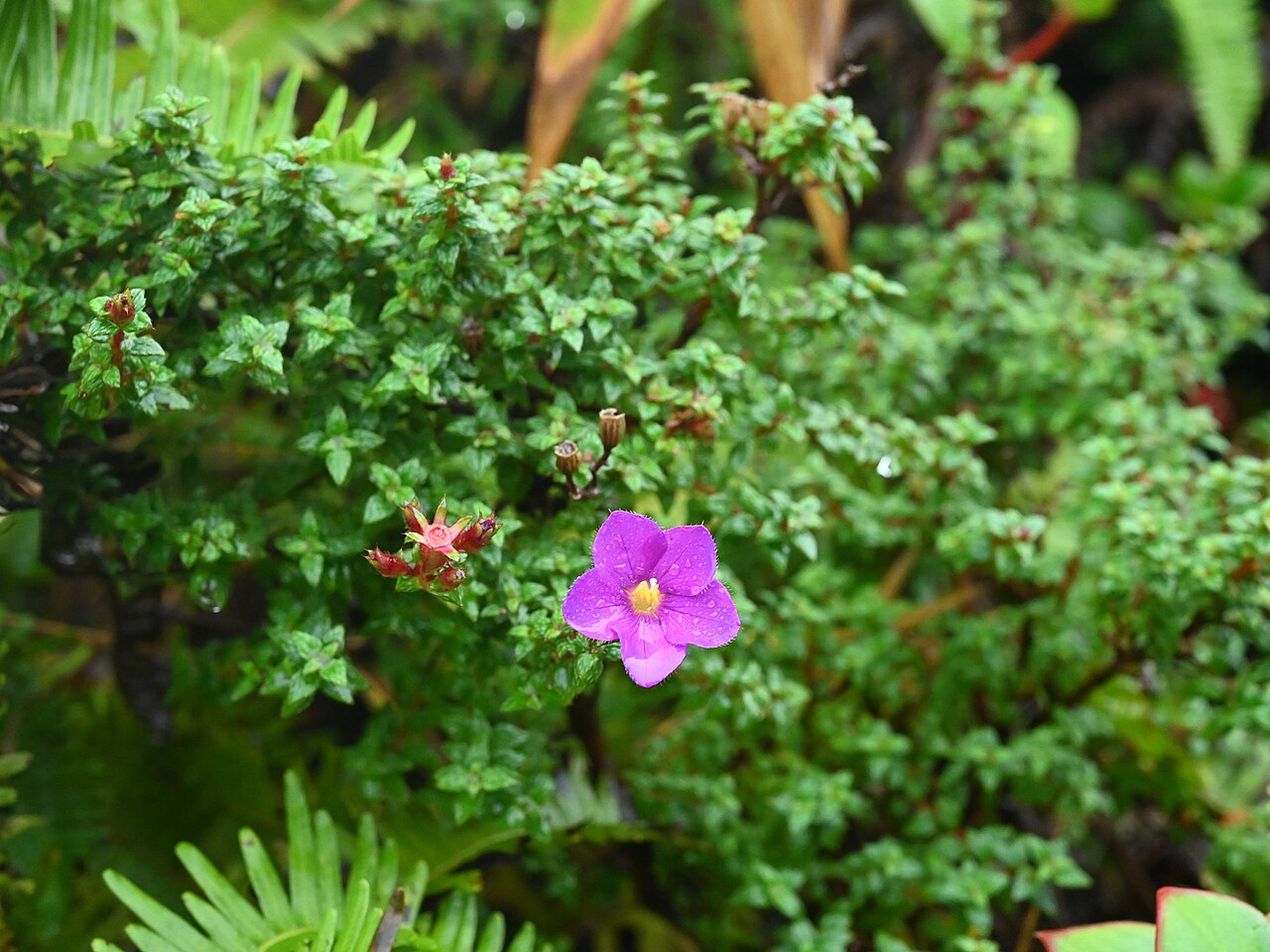 Chaetogastra ornata: Chaetogastra ornata on the slopes of La Soufriere volcano, Basse-Terre, Guadeloupe