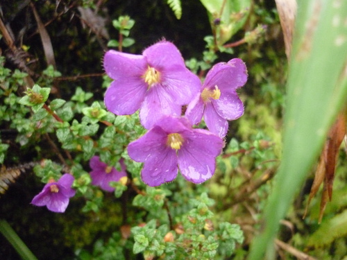 Chaetogastra ornata (Chaetogastra ornata)