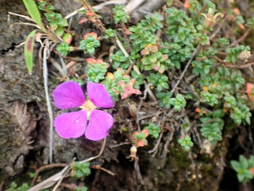 Chaetogastra ornata (Chaetogastra ornata)