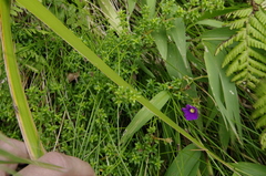 Chaetogastra ornata (Chaetogastra ornata)