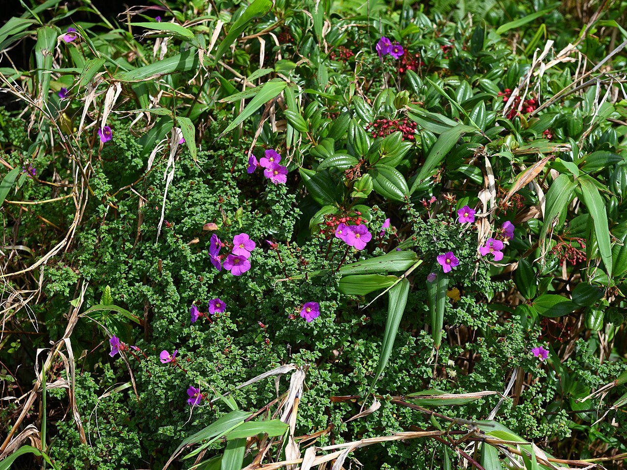 Chaetogastra ornata: Chaetogastra ornata on the slopes of La Soufriere volcano, Basse-Terre, Guadeloupe