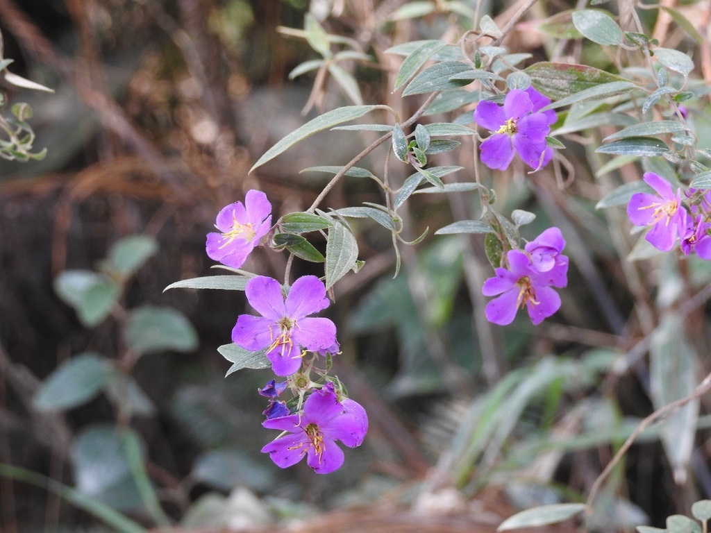 Chaetogastra tortuosa (Chaetogastra tortuosa)