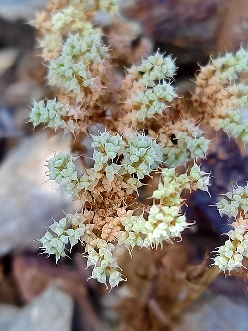 Chaetonychia cymosa: Chaetonychia cymosa in Arouca, PT-AV, PT