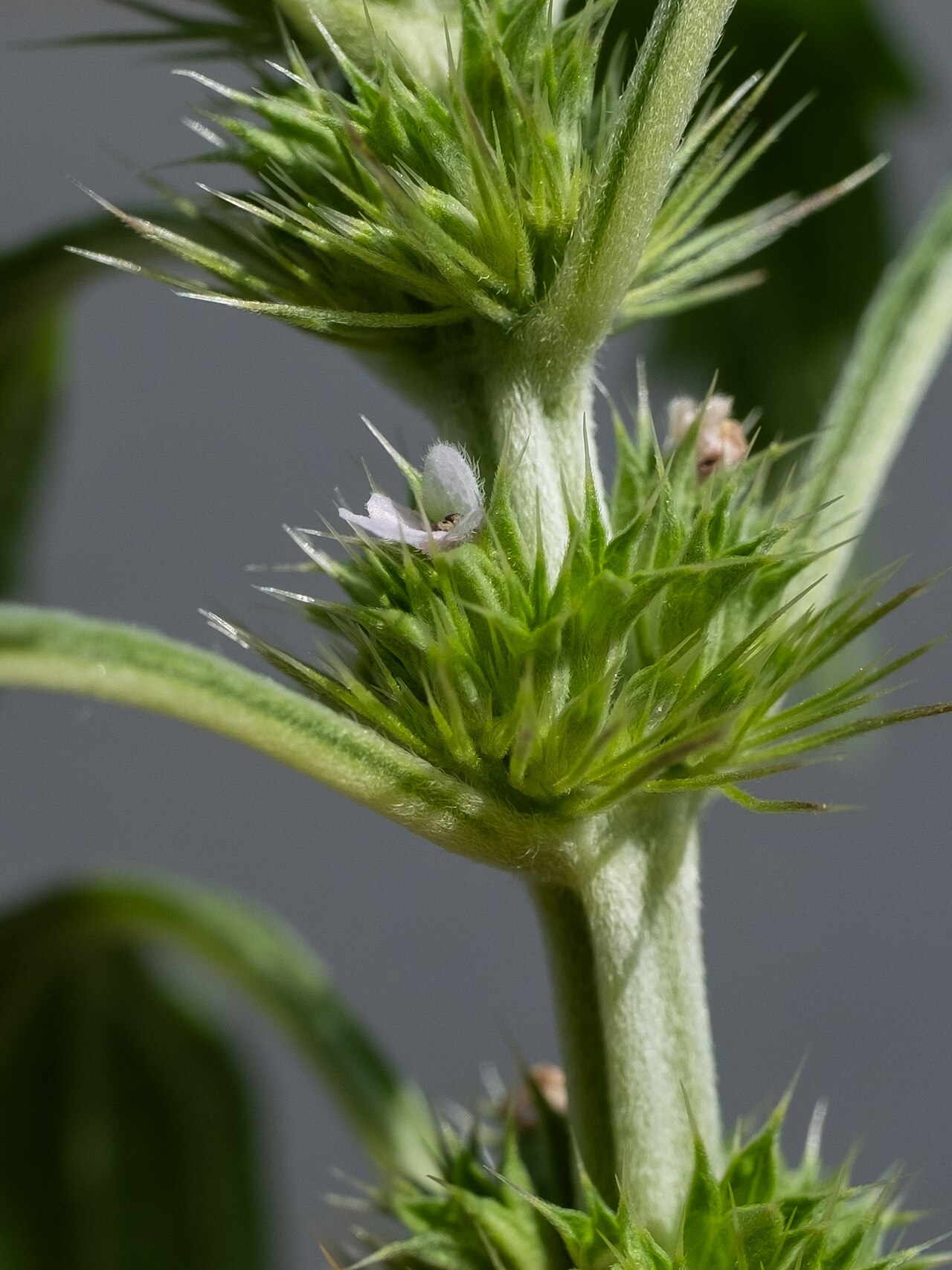 Lion's tail: False Motherwort ( Chaiturus marrubiastrum ) in USA