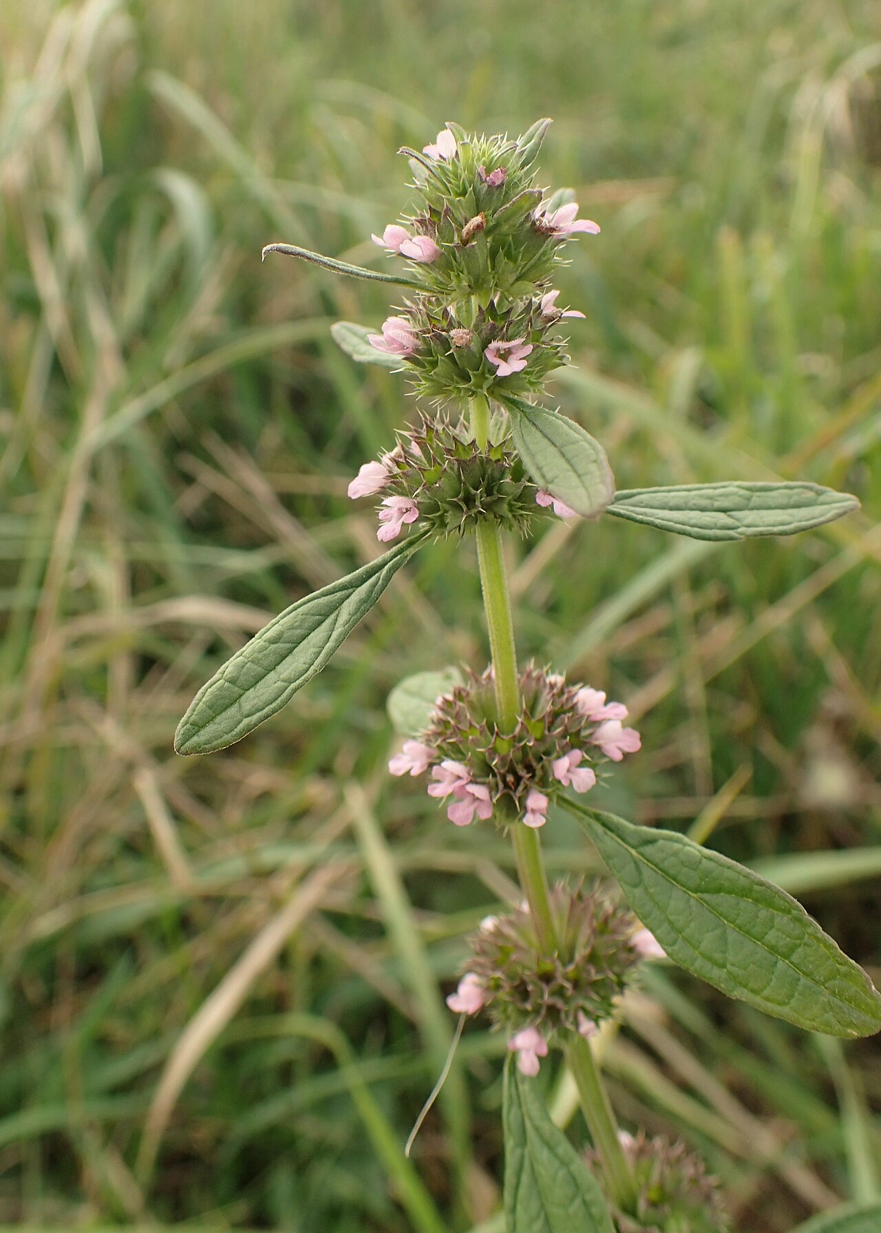Lion's tail: Chaiturus marrubiastrum in Chlewice on Odra river, NW Poland