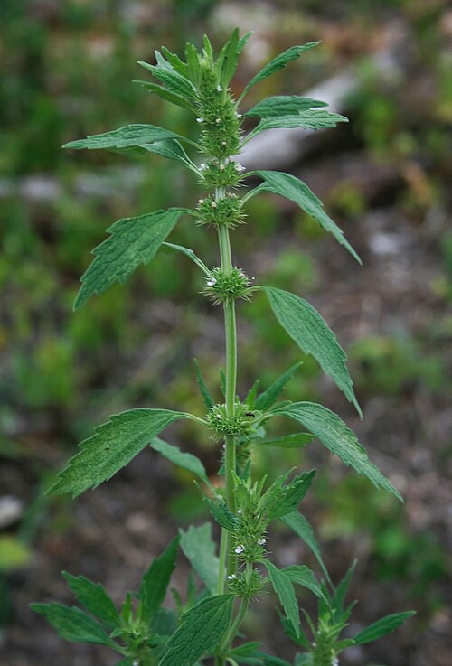 Lion's tail: Katzenschwanz ( Chaiturus marrubiastrum ), Lippenblütler (Lamiaceae) – Österreich/Austria/Autriche: Niederösterreich, Marchtal, ca. 2,5 km NNE Baumgarten an der
