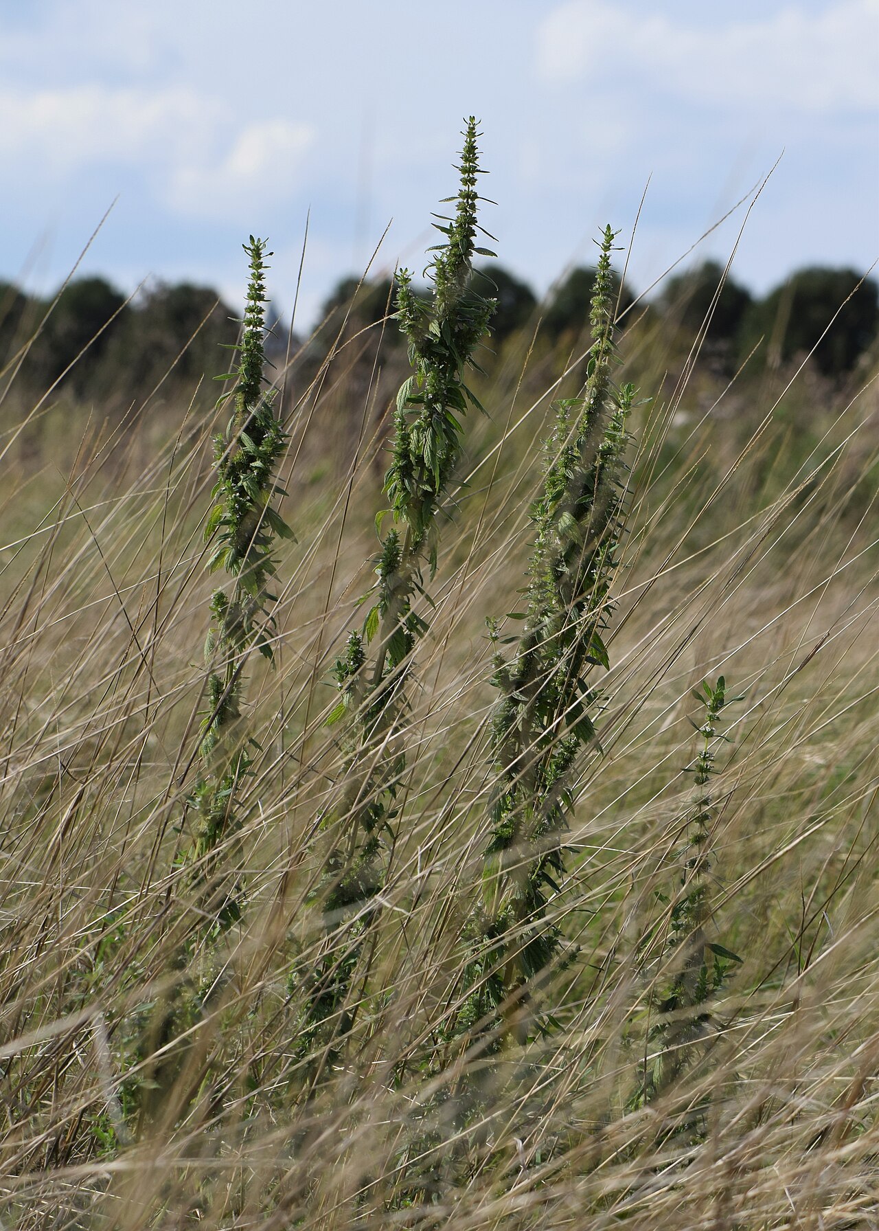 Lion's tail: Chaiturus marrubiastrum in Odra valley in Świecko, W Poland