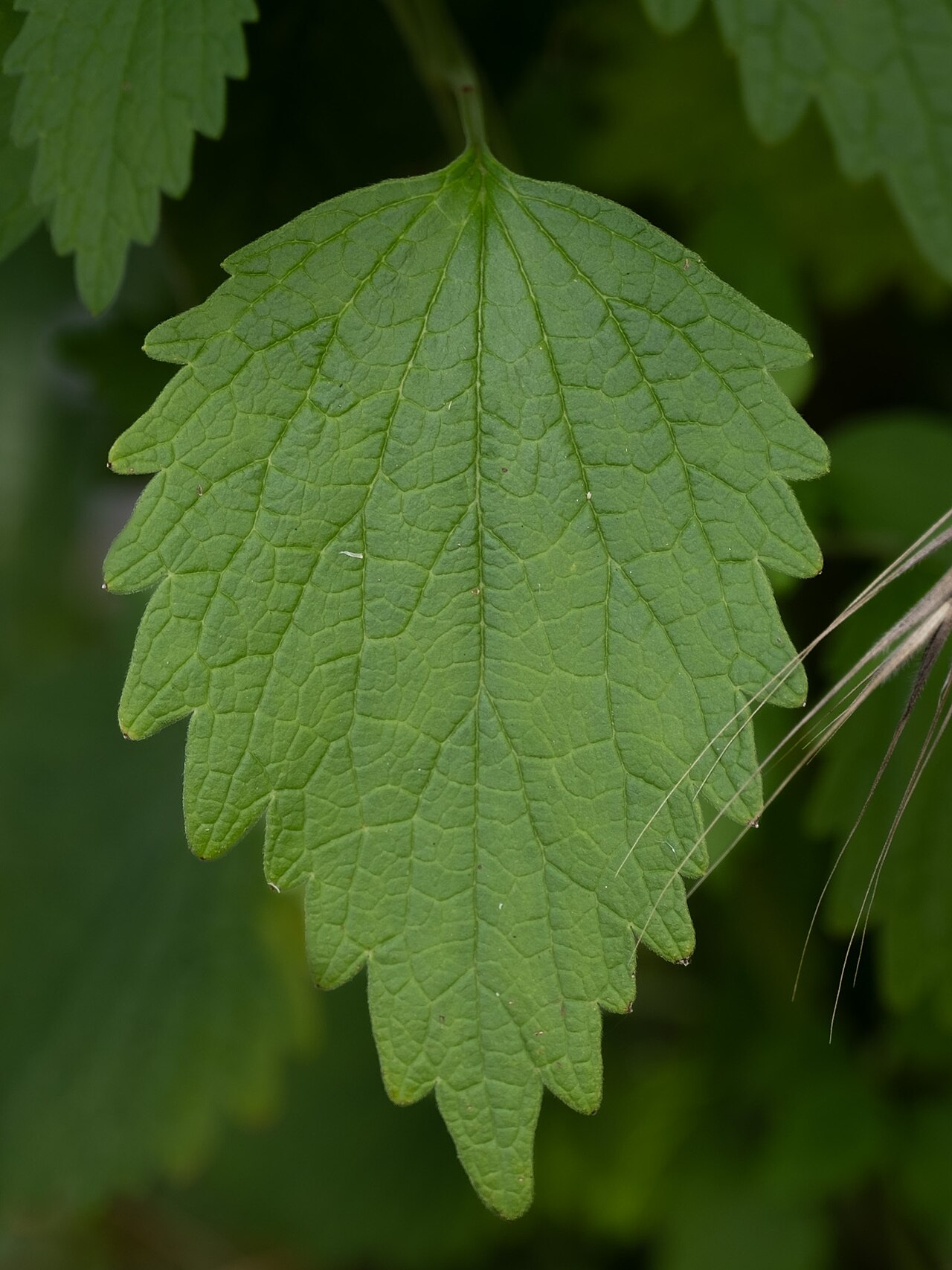 Lion's tail: False Motherwort ( Chaiturus marrubiastrum ) in USA