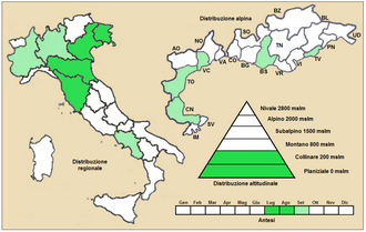 Lion's tail: Chaiturus marrubiastrum - Distribuzione