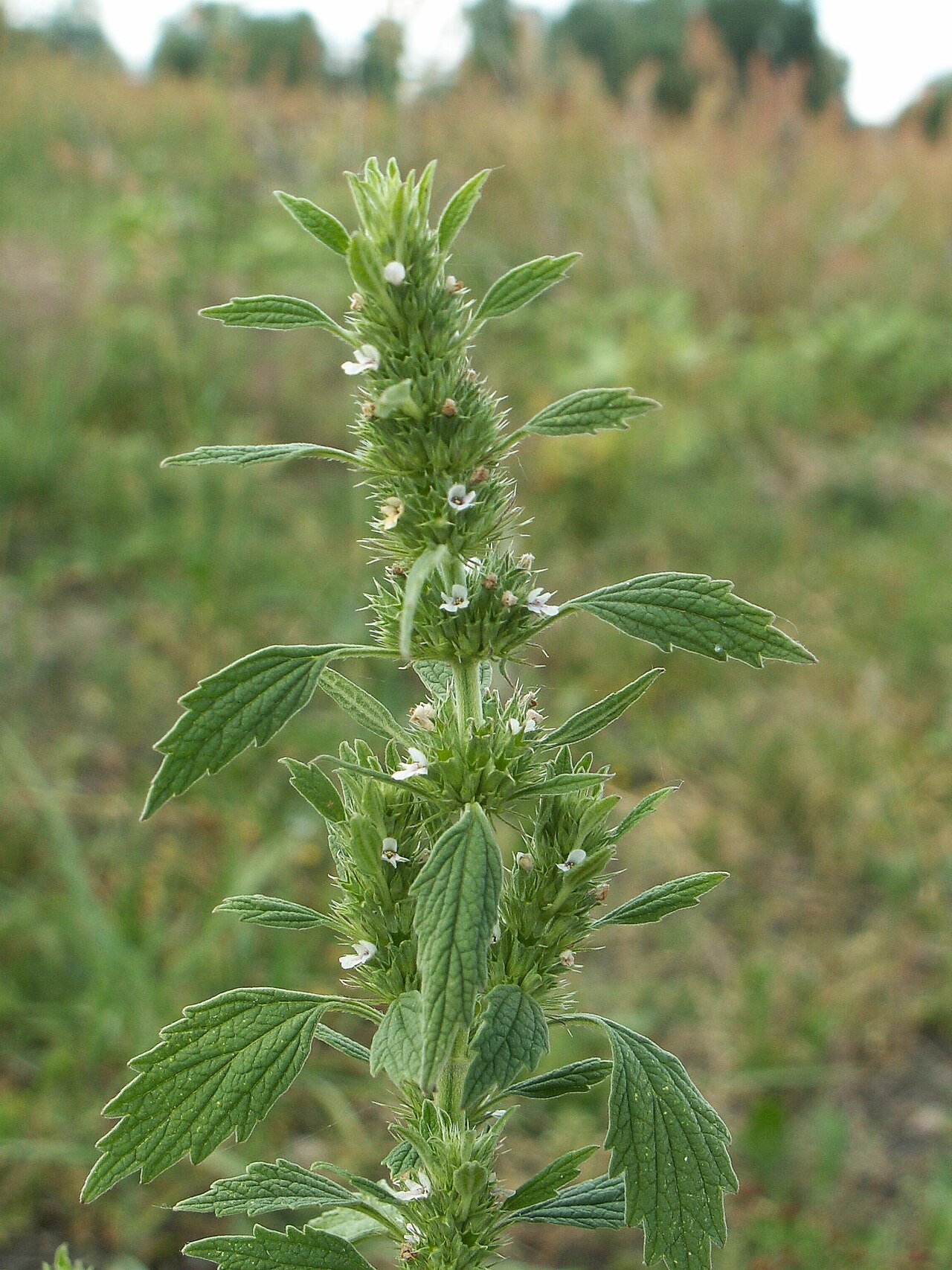 Lion's tail: Leonurus marrubiastrum, wrong name of file